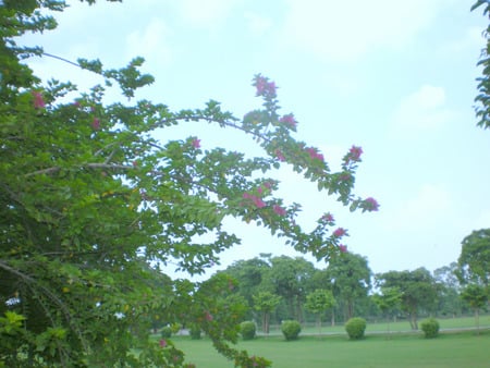 Flowering branch - flowers, flowering branch, nature