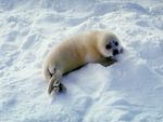 Sweet Seal