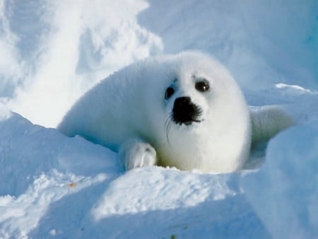 Seal in Ice - ice, seal, sweet, snow