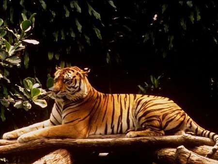 Relaxing Tiger - laying, tiger, relaxing, stripes