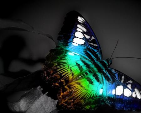 Colorful butterfly - wings, beauty, color, butterfly