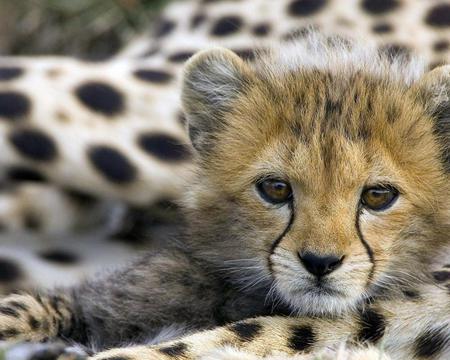 Leopard cub - spots, cub, leopard, cat