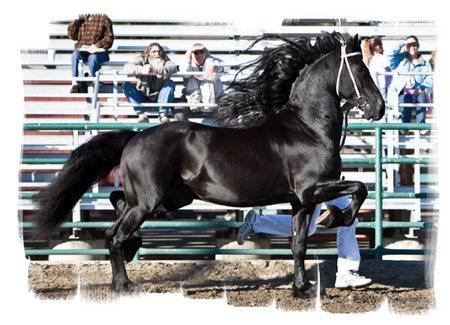 Beauty in Motion - stallion, horse, equus, fresian