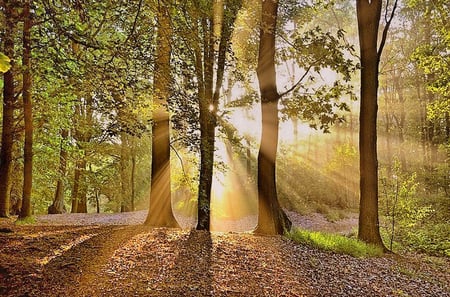 Light - morning, nature, forests, light