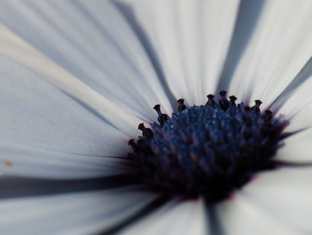 Pretty Flower - white, nature, blue, flower