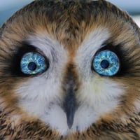 BLUE ICE EYED OWL