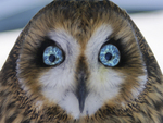 BLUE ICE EYED OWL