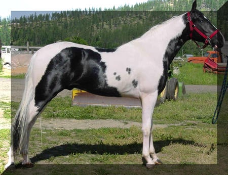 Handsome Tobiano - tobiano, paint, horse, equus