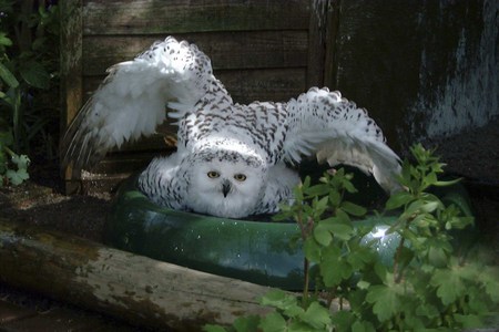 SNOWY OWL IN BOWL - white, snowy, owl, bird