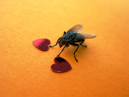 Fly in Love - orange, love, hearts, fly