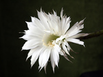 White Flower