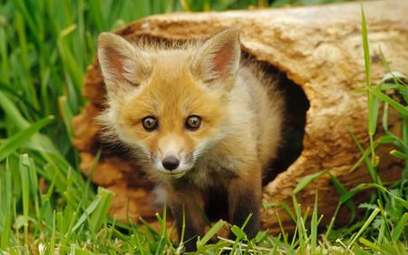 Caught - cub, adorable, cunning, pup, fox, hiding, pretty, sly, wild, log, animal, sweet, grass, small, cute