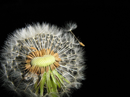 Blowball - black, seeds, nature, blowball, flower