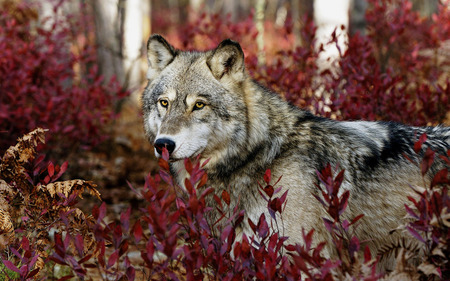 Hiding wolf - wolf, autumn, hiding, grey