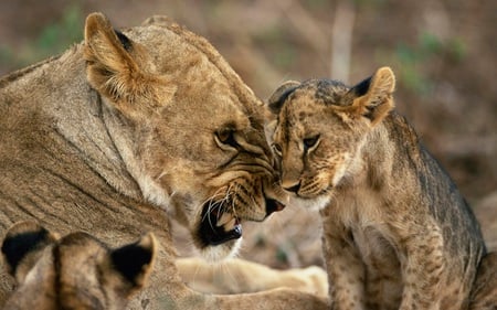 Lioness and cub - lioness, cub, animals, lion