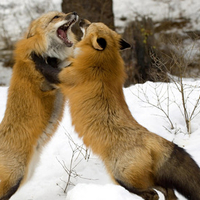 Fox fight