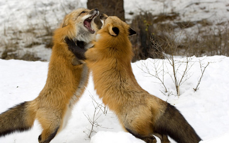 Fox fight - snow, fight, foxes, fox