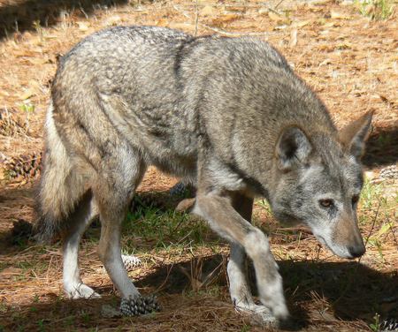 Red Wolf - lobo, red wolf, red, wolf