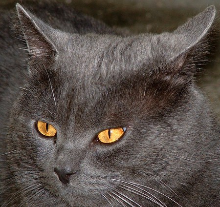 CLOSE UP OF SMOKEY COLORED CAT - eyes, cats, yellow, closeup