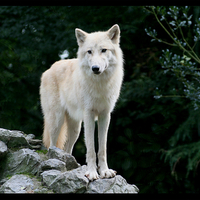 Akila the White Wolf