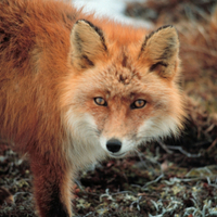The Red Fox