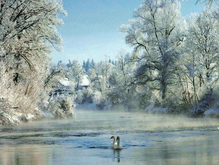 Winter swans - trees, winter, blue, pond, cabin, snow, pair, ice, swans, white