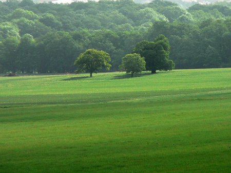 Trees on the top of the hill - tree, forest, nature, grass