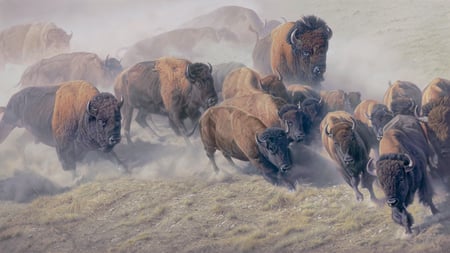 And They Run Free Again - free, roam, herd, bison, painting, powerful, art