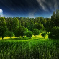 Green forest