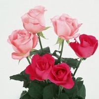 Pink n Red Roses