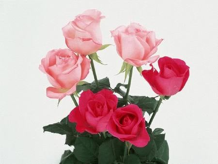 Pink n Red Roses - red, six, roses, pink, boquet, love, romance