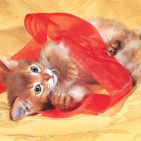 Playing cat