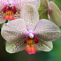 Elegant orchid