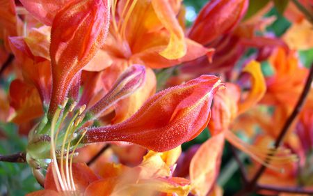 Orange Rhododendrons - orange, golden, flowers, rhododendrons