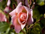 Pink Rose Bud