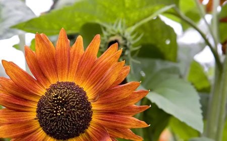 Large Sunflower - golden orange, sunflower, closeup, garden