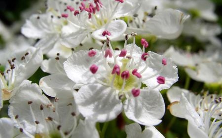 Hawthorne blossoms - hawthorne, flowers, blossoms, tree