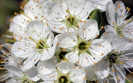 Wild cherry blossoms - wild cherry, blossoms, flowering tree, tree, spring