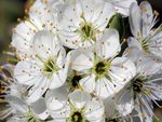 Wild cherry blossoms