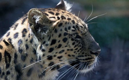 Watching leopard - wildcat, leopard, spotted, africa