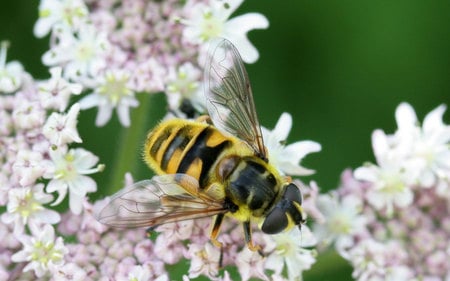 Busy bee - collecting pollen, flowering tree, blossoms, bee, spring