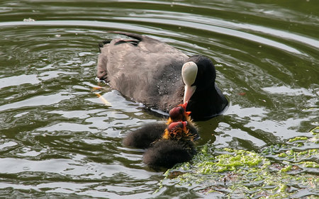 Coot feeding babies - duck, feeding, pond, coot, babies, ducklings