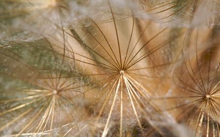 Seed heads - windblown, seed heads, field, wispy