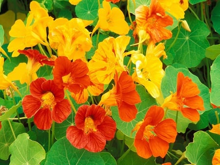 Vibrant Nasturtium - nasturtium, yellow, orange, flowers, garden