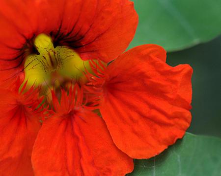 Red Nasturtium - nasturtium, closeup, flower, red