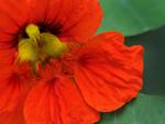 Red Nasturtium