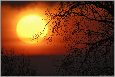 Sunrice Mood - morning, tree, red, sun