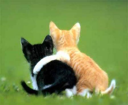 friends forever - friends, friendship, grass, cats