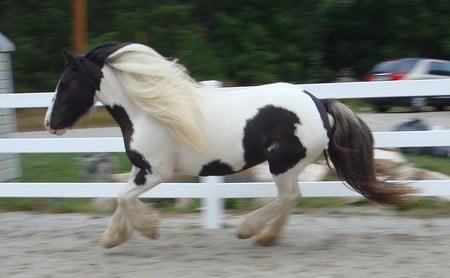 On The Fly - gypsy vanner, horse, equus, fly