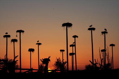 Stork Parking - sky, nests, sunset, stork